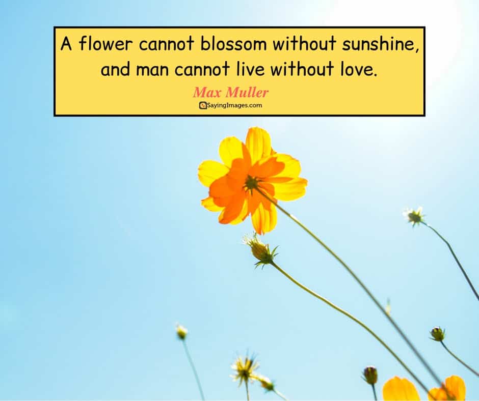 quotes about life flower