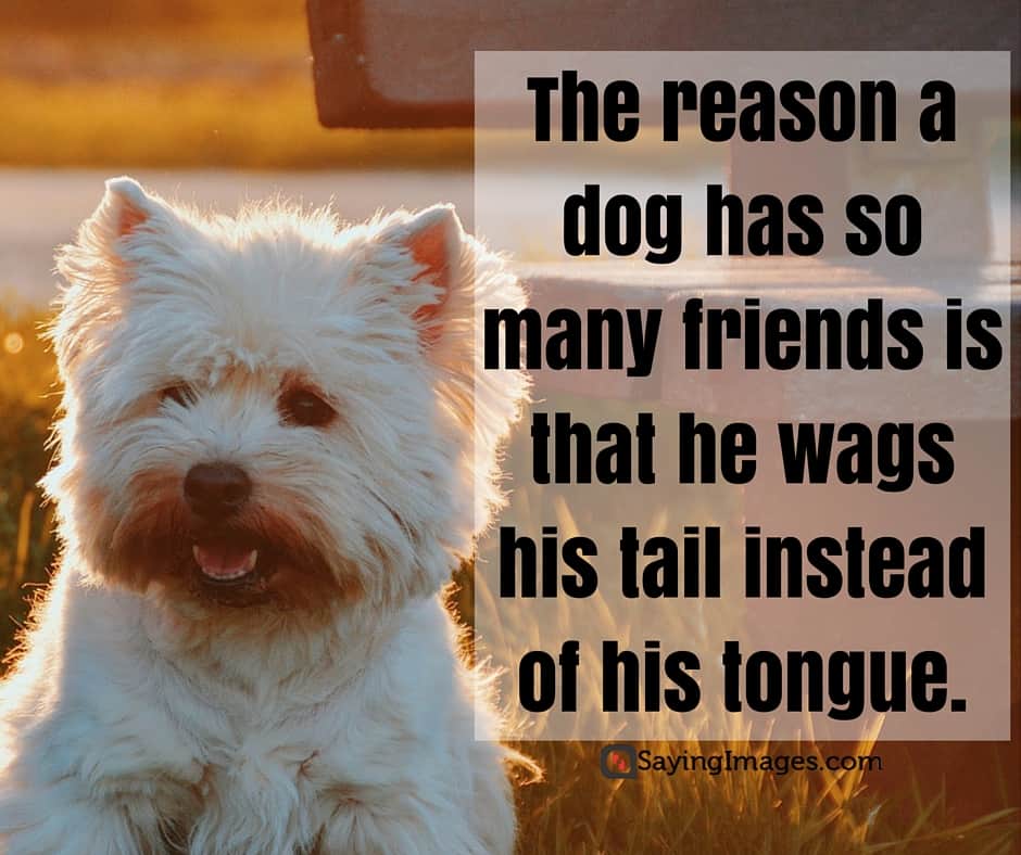 quotes for dogs