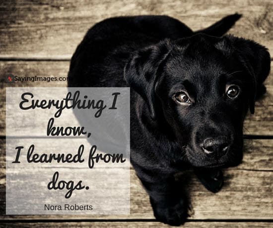 quotes for dogs