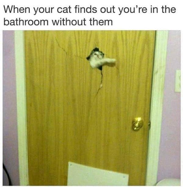 Really Funny Cat Memes