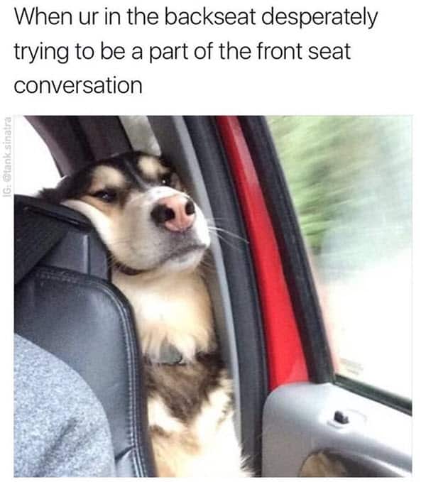 really funny in the backseat memes