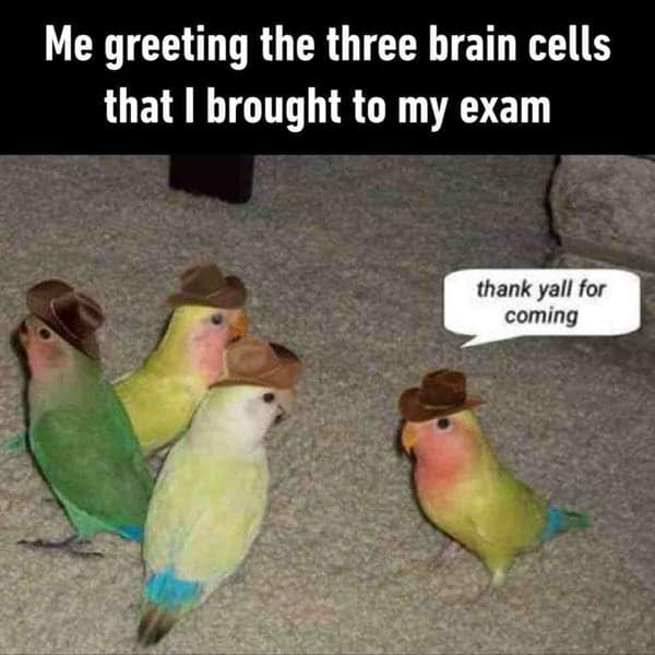 really funny three brain cells memes