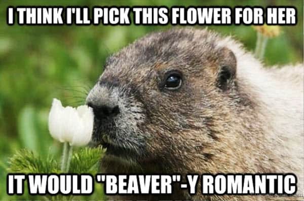 romantic pick this flower memes