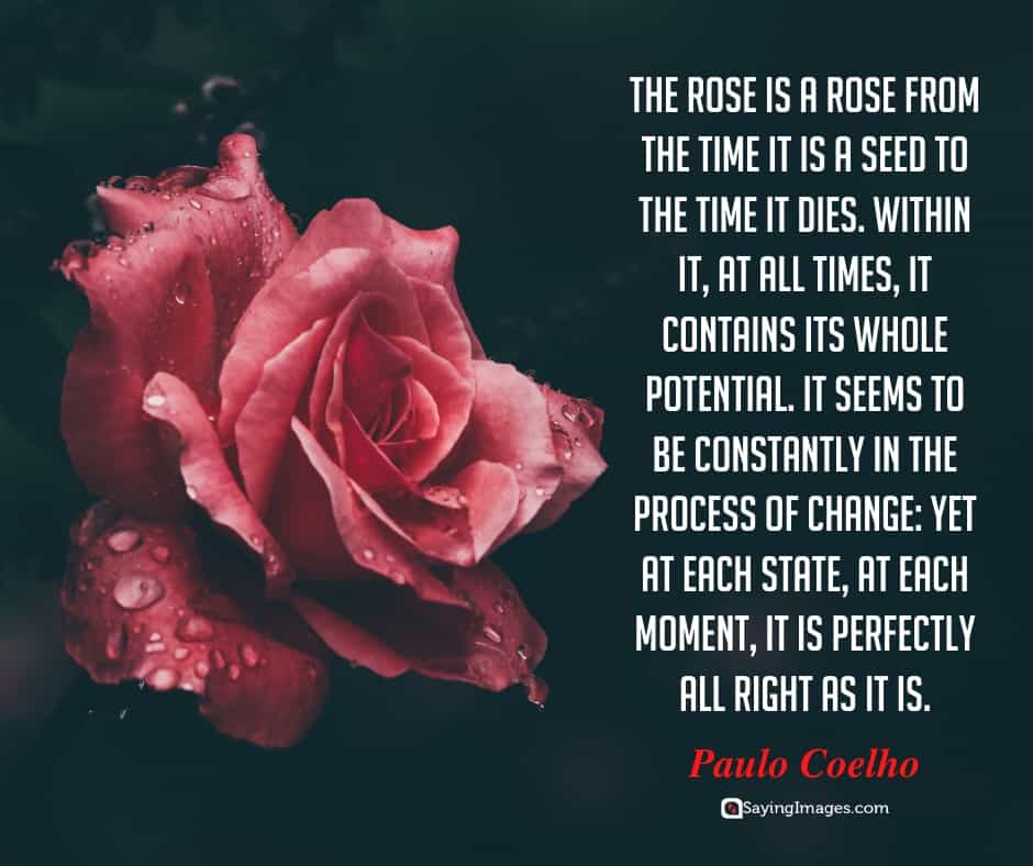 roses change quotes