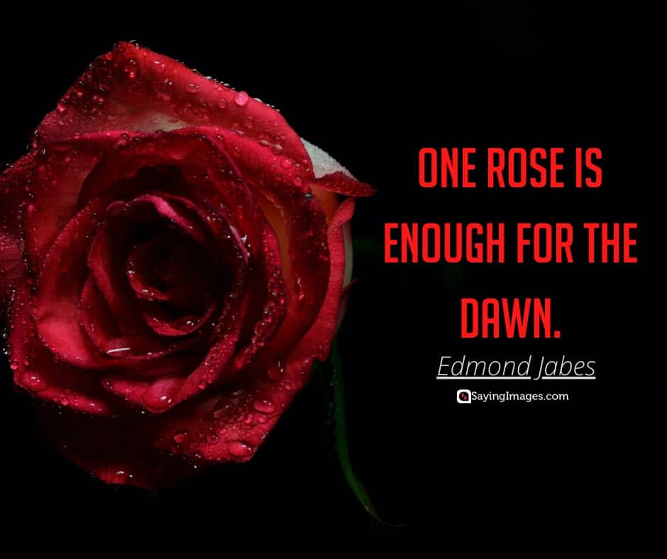 roses dawn quotes