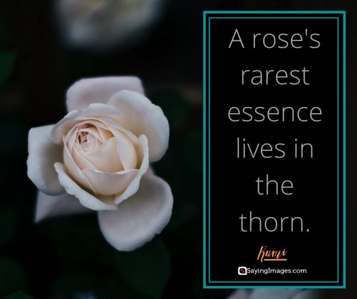 35 Amazing Roses Quotes That Celebrate Life's Beauty