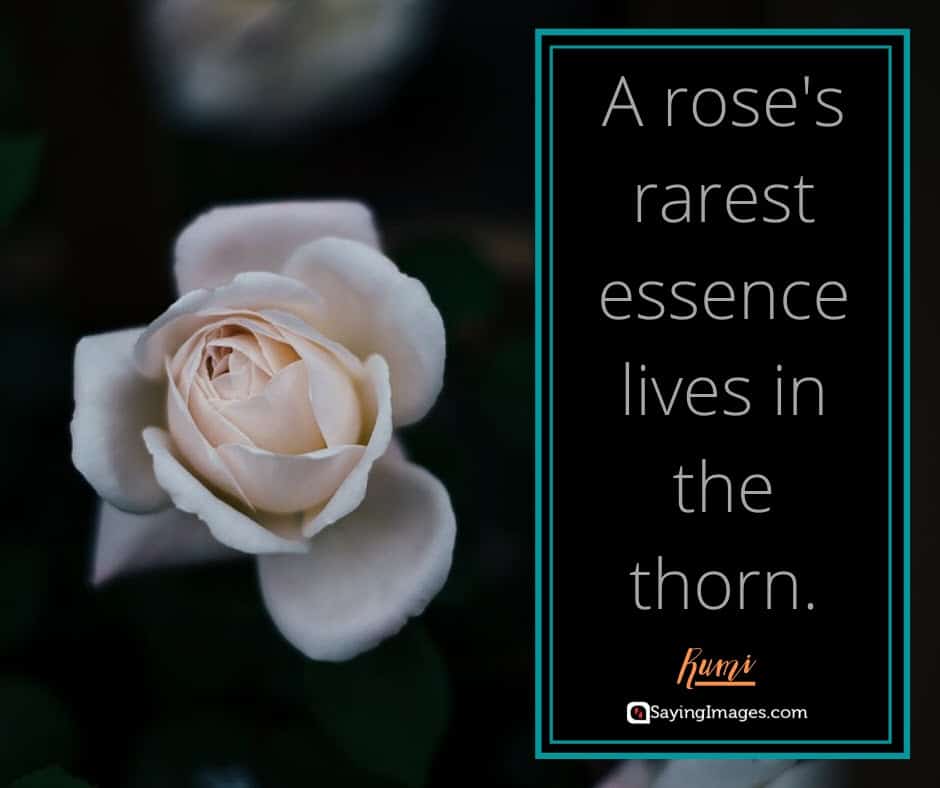 roses essence quotes