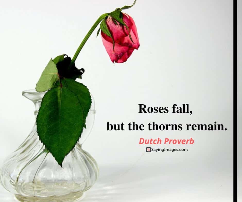 roses fall quotes