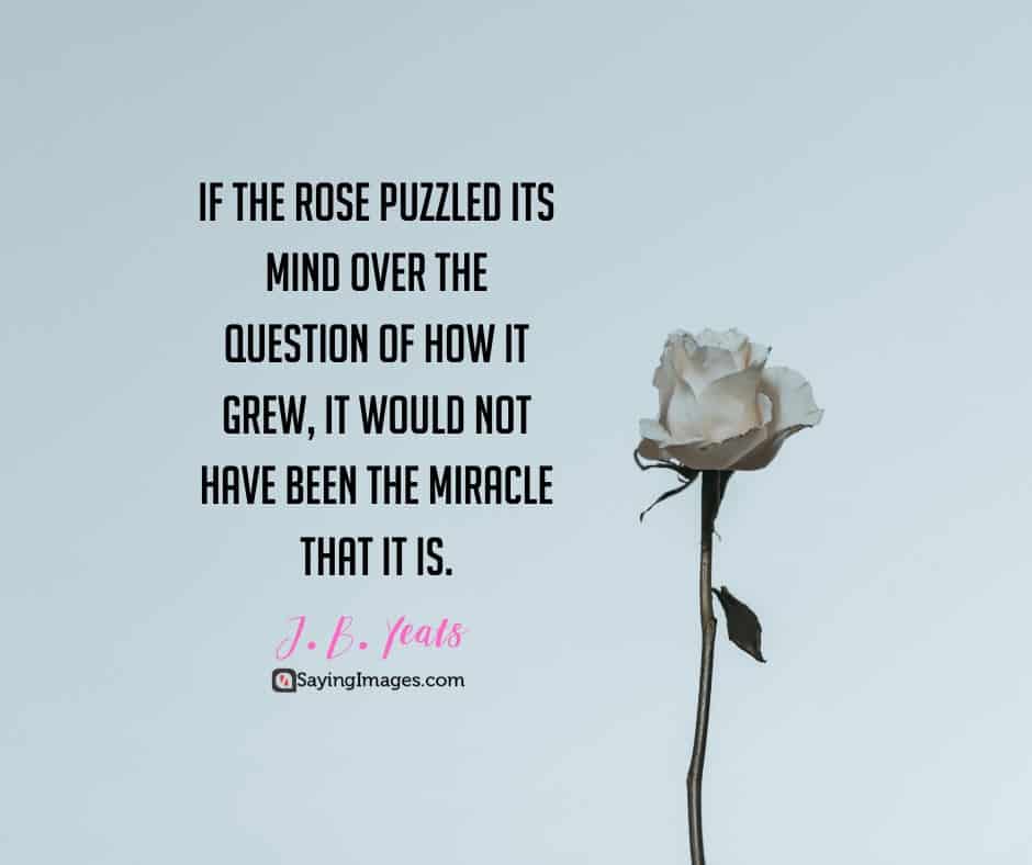 roses miracle quotes