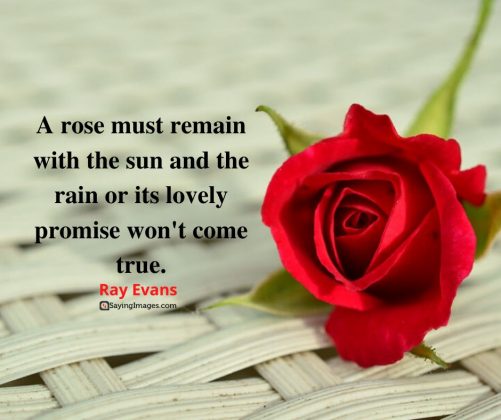 35 Amazing Roses Quotes That Celebrate Lifes Beauty 5576