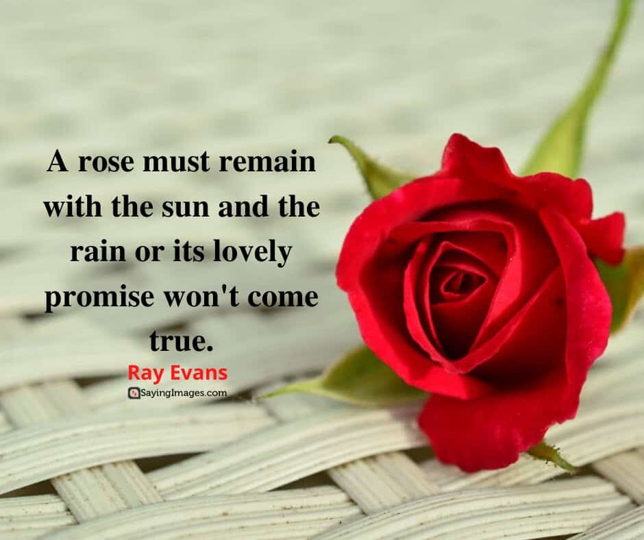 Most Beautiful Rain Romantic Rose Images