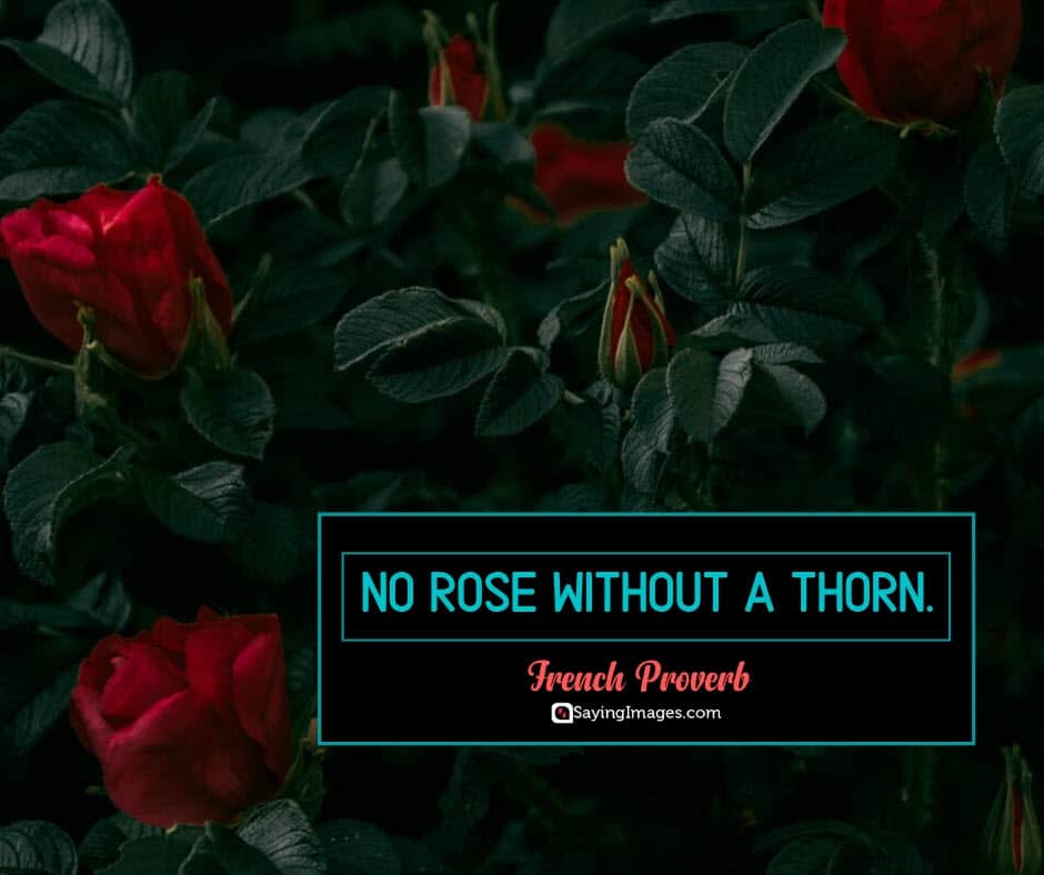 roses thorn quotes