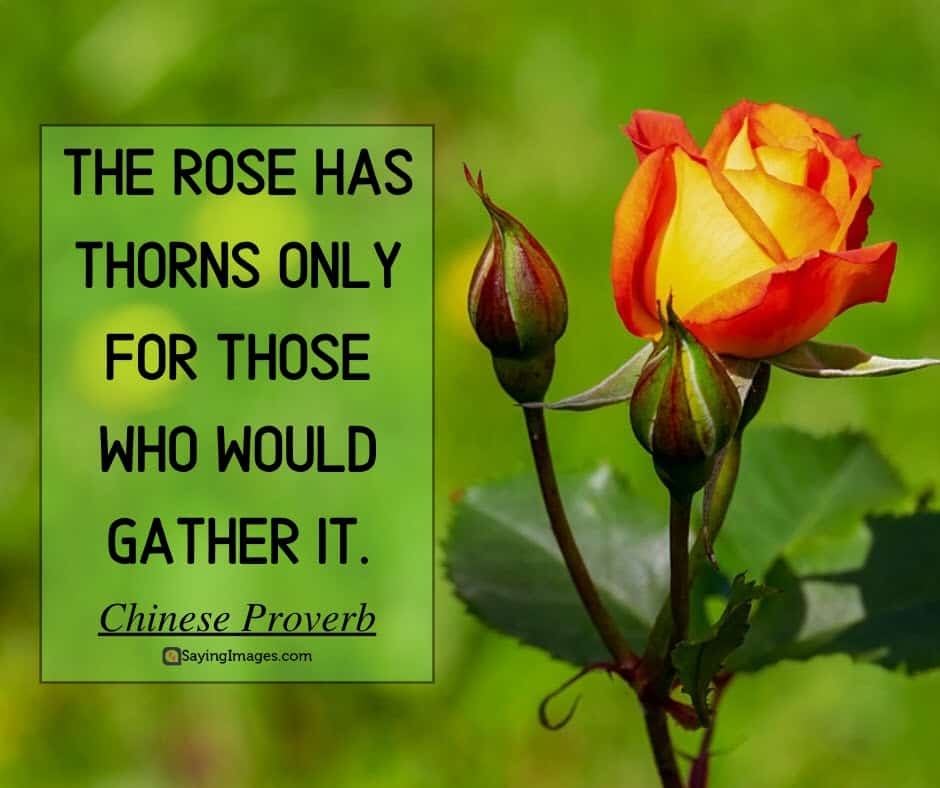 roses thorns quotes