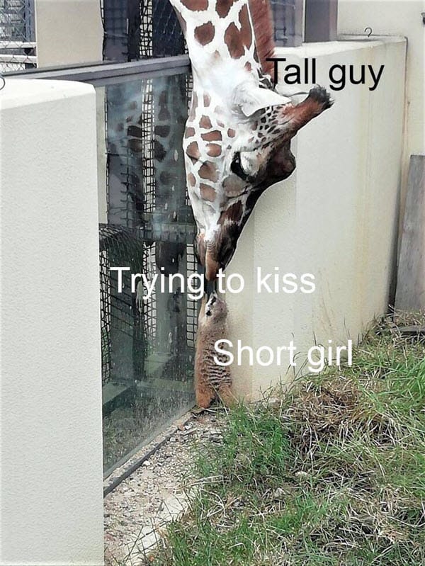 short girl trying to kiss memes