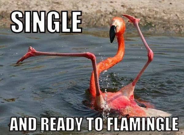 single ready to flamingle meme