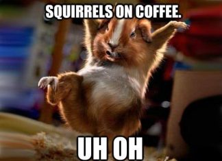 20 Squirrel Memes That Will Melt Your Heart - SayingImages.com