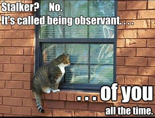 [Image: stalker-no-its-called-being-observant-of...g-meme.jpg]