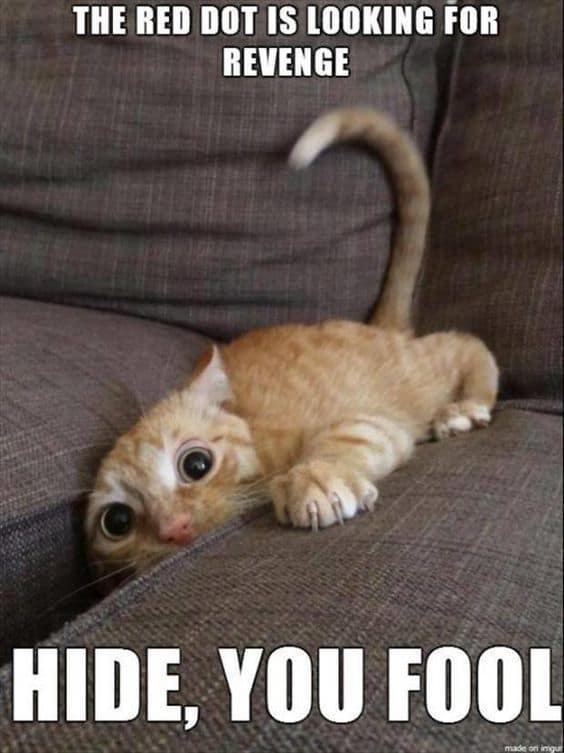 20 Cute Cat Memes That Will Put You In A Good Mood | SayingImages.com