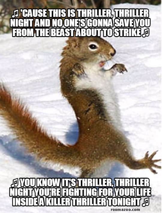 squirrel memes funny meme singing animal animals squirrels dog silly birthday heart thriller gopher hilarious humor