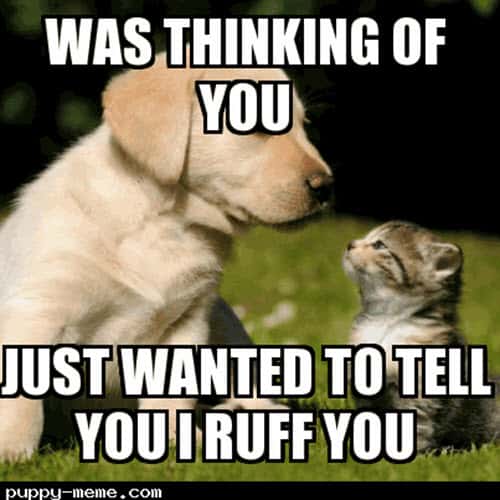 thinking of you i ruff you meme