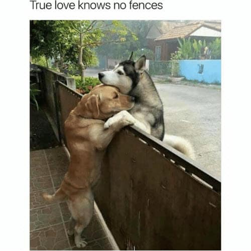 true love knows no fences meme