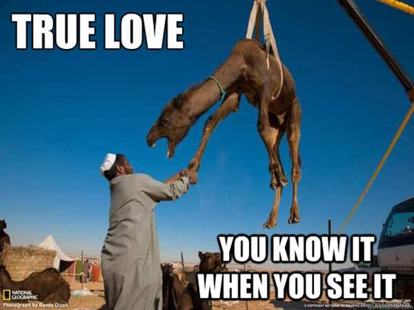 true love you know it meme