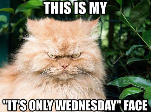 wednesday face meme