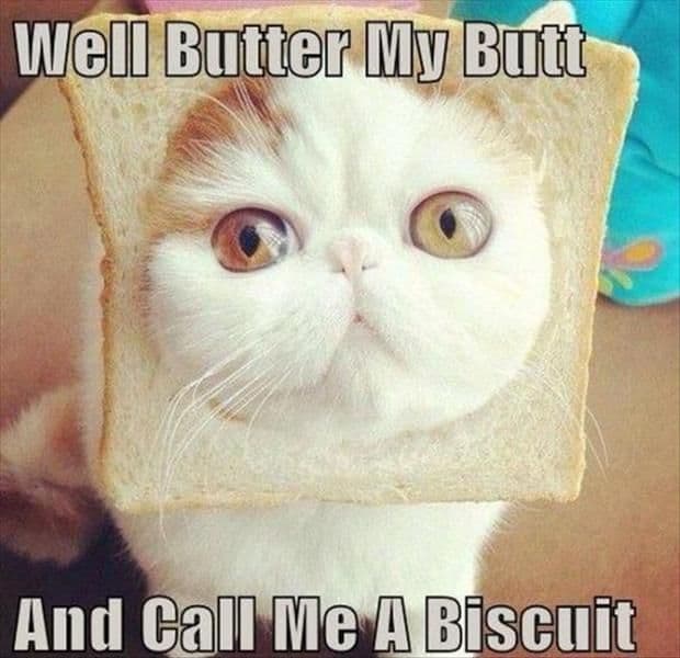 Cute Cat Memes That Will Put You In A Good Mood Sayingimages Com