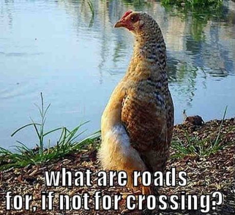 20 Chicken Memes That Are Surprisingly Funny - SayingImages.com
