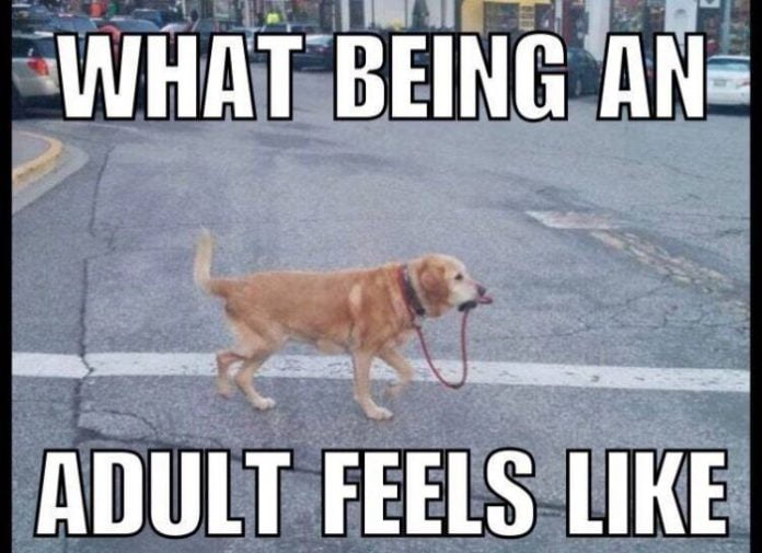 25 Funny Adulting Memes For Panicking Grown Ups