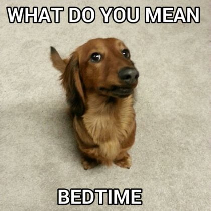 24 Dachshund Memes That Will Totally Make Your Day - SayingImages.com