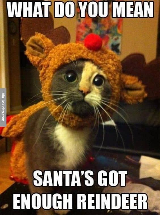 100 Funniest Merry Christmas Memes | SayingImages.com