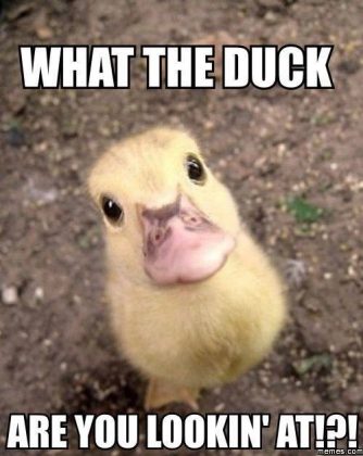 20 Totally Adorable Duck Memes You Won't Be Able To Resist ...