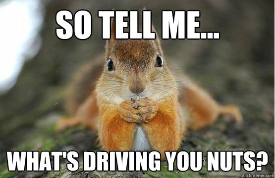 whats driving you nuts squirrel meme