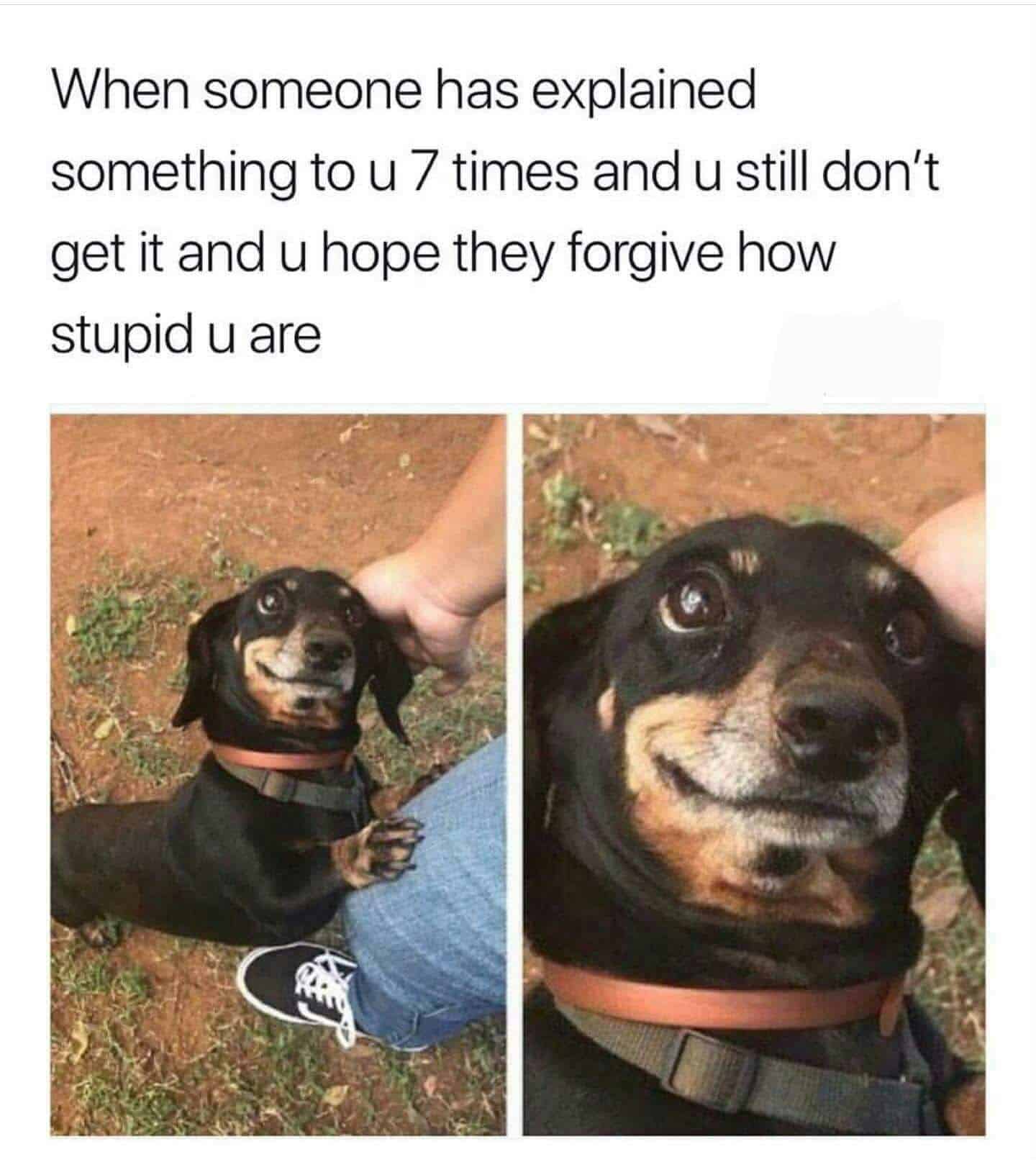 24 Dachshund Memes That Will Totally Make Your Day