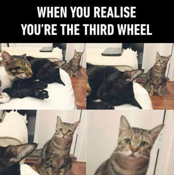 Funny Third Wheel Memes For People Stuck With Amorous Couples Sayingimages Com