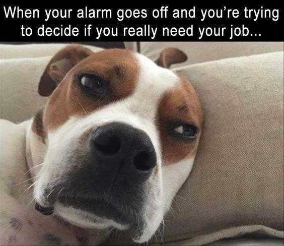 100 Funny Monday Memes To Start Your Week Right - SayingImages.com