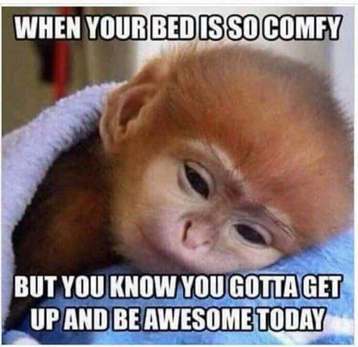 Featured image of post Good Morning My Love Meme Funny