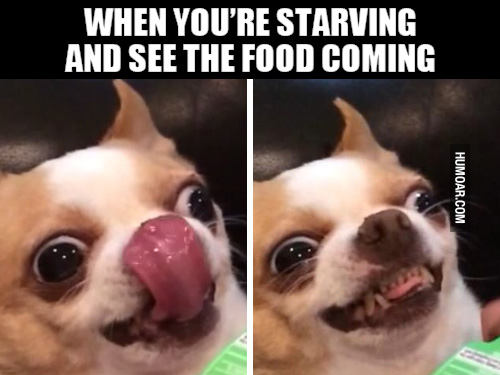 30 Hungry Memes You'll Find Too Familiar - SayingImages.com