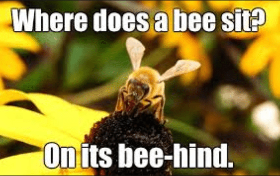 [Image: where-does-a-bee-sit-bee-meme.png]