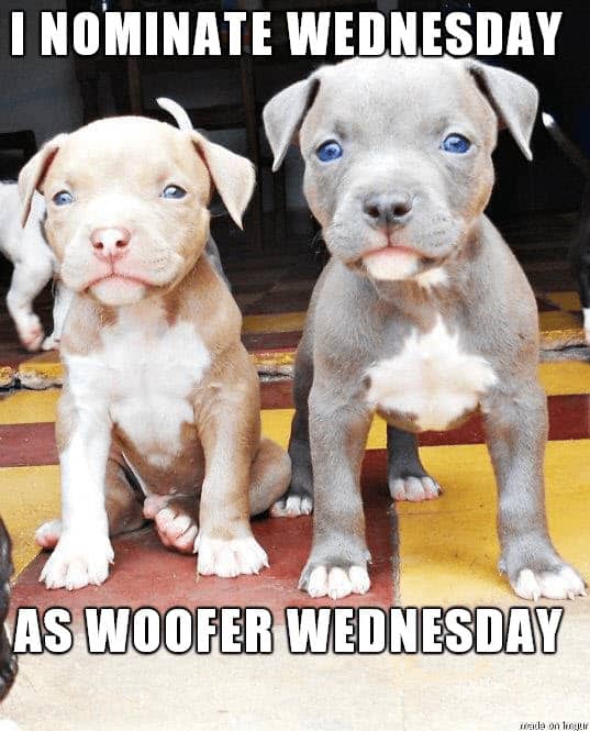 woofer wednesday meme