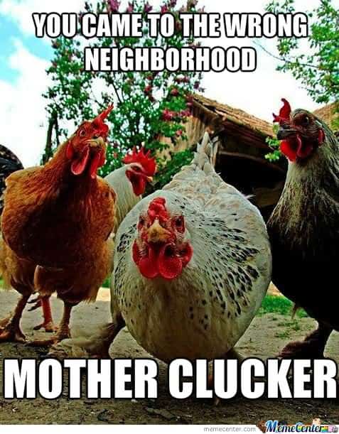 20 Chicken Memes That Are Surprisingly Funny - SayingImages.com