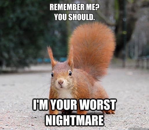 20 Squirrel Memes That Will Melt Your Heart