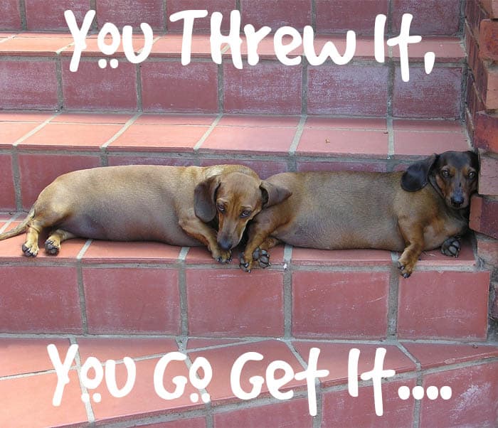 24 Dachshund Memes That Will Totally Make Your Day