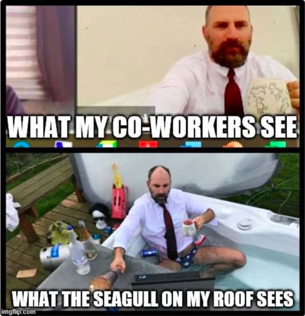 zoom meetings what seagull sees memes