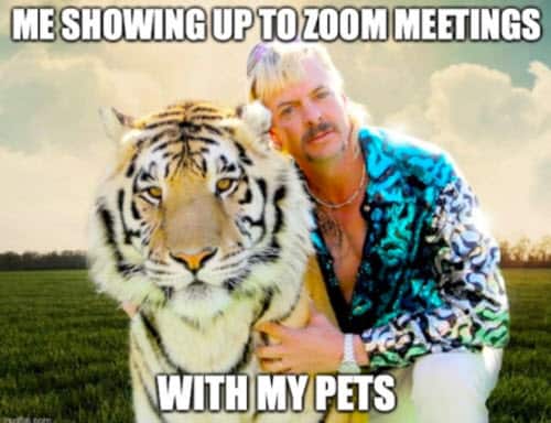 zoom meetings with pets memes